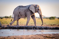 Elephant in South Africa. Original public domain image from <a href="https://commons.wikimedia.org/wiki/File:South_Africa_(Unsplash_WiSeaZ4E6ZI).jpg" target="_blank">Wikimedia Commons</a>
