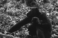 A black and white shot of a chimpanzee holding its child in the Mahale Mountain National Park. Original public domain image from <a href="https://commons.wikimedia.org/wiki/File:Chimpanzee_mother_and_child_(Unsplash).jpg" target="_blank" rel="noopener noreferrer nofollow">Wikimedia Commons</a>