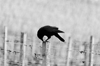 Black and white shot of black bird sitting on barbed wire fence in Johannesburg. Original public domain image from Wikimedia Commons