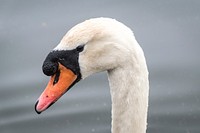 White and black swan. Original public domain image from Wikimedia Commons