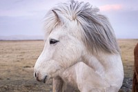 A close-up of a gray horse with its head turned to one side. Original public domain image from Wikimedia Commons