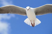 Snow-white gull in flight. Original public domain image from Wikimedia Commons