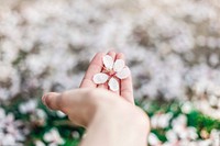 Hand holding cherry blossom with blossom on grass lawn below, Madrid. Original public domain image from <a href="https://commons.wikimedia.org/wiki/File:Cherry-blossom-madrid_(Unsplash).jpg" target="_blank" rel="noopener noreferrer nofollow">Wikimedia Commons</a>