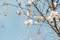 Cherry blossom in bloom on branches with clear blue sky in Spring from below. Original public domain image from Wikimedia Commons