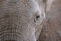 Eye of the elephant. Original public domain image from Wikimedia Commons