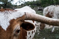 White and brown cow. Original public domain image from Wikimedia Commons