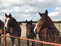 A group of dark bay horses with their heads over a wire fence. Original public domain image from Wikimedia Commons