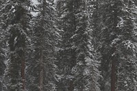 Snow covered trees in Mountain Village, Colorado. Original public domain image from Wikimedia Commons