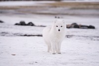 White artic fox is standing on snow ground at Th&oacute;rsm&ouml;rk, Iceland. Original public domain image from Wikimedia Commons