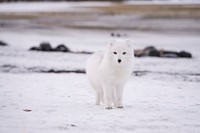 White artic fox is standing on snow ground at Thórsmörk, Iceland. Original public domain image from Wikimedia Commons