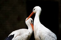 Two white storks. Original public domain image from Wikimedia Commons