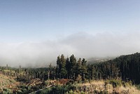 The edge of a coniferous forest with thick fog gathering in the distance. Original public domain image from <a href="https://commons.wikimedia.org/wiki/File:Forest_edge_(Unsplash).jpg" target="_blank" rel="noopener noreferrer nofollow">Wikimedia Commons</a>