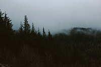 Fog over a dark coniferous forest. Original public domain image from Wikimedia Commons
