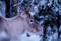 Riisitunturi National Park, Finland. Original public domain image from Wikimedia Commons