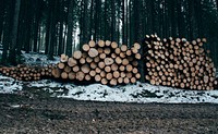 Timber in a forest. Original public domain image from Wikimedia Commons