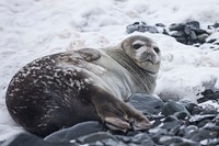 Seal in Antarctica. Original public domain image from <a href="https://commons.wikimedia.org/wiki/File:Antaeus_Properties_Inc.,_San_Francisco,_United_States_(Unsplash).jpg" target="_blank">Wikimedia Commons</a>
