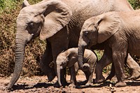 Elephant family. Original public domain image from <a href="https://commons.wikimedia.org/wiki/File:Addo_Elephant_National_Park,_South_Africa_(Unsplash).jpg" target="_blank">Wikimedia Commons</a>