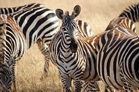 Ngorongoro Crater, Tanzania. Original public domain image from Wikimedia Commons