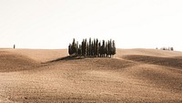 Dry meadow with little forest. Original public domain image from Wikimedia Commons