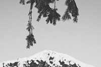Pine needle branches dangle in front of a mountain with snow on top. Original public domain image from <a href="https://commons.wikimedia.org/wiki/File:Trees_Growing_Upside_Down._(Unsplash).jpg" target="_blank" rel="noopener noreferrer nofollow">Wikimedia Commons</a>
