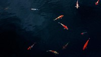Koi carps are swiming a pond. Original public domain image from <a href="https://commons.wikimedia.org/wiki/File:Hong_Kong_(Unsplash_RrvGuqx-bOQ).jpg" target="_blank">Wikimedia Commons</a>