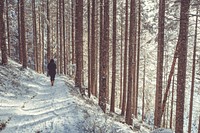 A person walking on a snowy footpath in a coniferous forest. Original public domain image from <a href="https://commons.wikimedia.org/wiki/File:In_a_forest_on_a_winter%27s_day_(Unsplash).jpg" target="_blank" rel="noopener noreferrer nofollow">Wikimedia Commons</a>