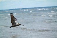 Pelican flying just above the ocean at Hilton Head Island, South Carolina, United States. Original public domain image from <a href="https://commons.wikimedia.org/wiki/File:Pelican_flying_(Unsplash).jpg" target="_blank" rel="noopener noreferrer nofollow">Wikimedia Commons</a>