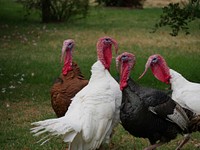 Four turkeys, two white and two brown, in field of grass. Original public domain image from <a href="https://commons.wikimedia.org/wiki/File:Group_of_turkeys_by_grass_(Unsplash).jpg" target="_blank" rel="noopener noreferrer nofollow">Wikimedia Commons</a>