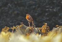 Wild bird. Original public domain image from Wikimedia Commons