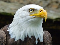 Macro of a bald eagle looking up. Original public domain image from Wikimedia Commons