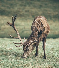 Deer in the nature. Original public domain image from Wikimedia Commons