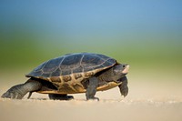 Macro of a turtle scampering across a sandy surface. Original public domain image from Wikimedia Commons