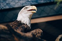 Bald eagle parts its beak while perched inside the Phoenix Zoo. Original public domain image from <a href="https://commons.wikimedia.org/wiki/File:Bird_of_Prey_(Unsplash).jpg" target="_blank" rel="noopener noreferrer nofollow">Wikimedia Commons</a>