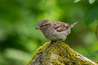 Baby bird in the wild. Original public domain image from Wikimedia Commons