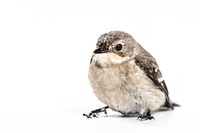 A close-up of a brown bird against a clear white background. Original public domain image from Wikimedia Commons