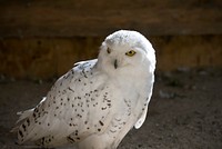 Snowy owl with yellow eyes, close up shot. Original public domain image from <a href="https://commons.wikimedia.org/wiki/File:Doug_Swinson_2017-05-27_(Unsplash).jpg" target="_blank">Wikimedia Commons</a>
