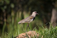 Bird with red eye sitting on a mound of dir on grass. Original public domain image from Wikimedia Commons