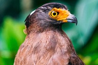 Brown and black bird. Original public domain image from Wikimedia Commons