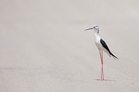 White seabird with long legs standing on the sand beach at Ebro. Original public domain image from <a href="https://commons.wikimedia.org/wiki/File:Bird_on_the_sand_beach_(Unsplash).jpg" target="_blank" rel="noopener noreferrer nofollow">Wikimedia Commons</a>