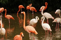 A group of flamingos walking and drinking on a pond. Original public domain image from Wikimedia Commons