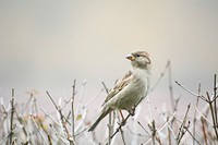 Sparrow on the bush. Original public domain image from Wikimedia Commons