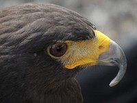 Close up of a hawk. Original public domain image from Wikimedia Commons