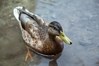 Brown duck swimming in pond. Original public domain image from Wikimedia Commons