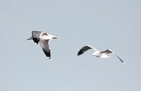 Two snow-white gull in flight. Original public domain image from <a href="https://commons.wikimedia.org/wiki/File:Patrick_Hendry_2017-04-12_(Unsplash_7mU06zOM44w).jpg" target="_blank">Wikimedia Commons</a>
