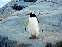 Penguin standing on rock. Original public domain image from Wikimedia Commons