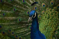 Peacock with blue and green feathers proudly displays its plumage. Original public domain image from Wikimedia Commons