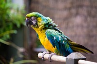 A green, blue and yellow parrot on a perch with ruffled feathers. Original public domain image from Wikimedia Commons