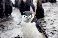 Chinstrap Penguin in Antarctica. Original public domain image from Wikimedia Commons