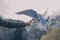 Person feeding a wild bird in St Stephen's Green, Dublin, Ireland. Original public domain image from Wikimedia Commons