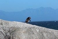Boulders Beach, Cape Town, South Africa. Original public domain image from Wikimedia Commons